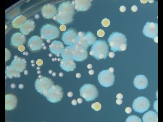 Bacteria All Around Us