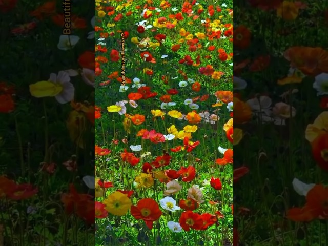 Colourful poppy flowers #beautifulflowers #youtubeshorts