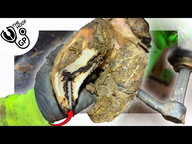 HUGE OPEN CRACK in a cow's hoof!