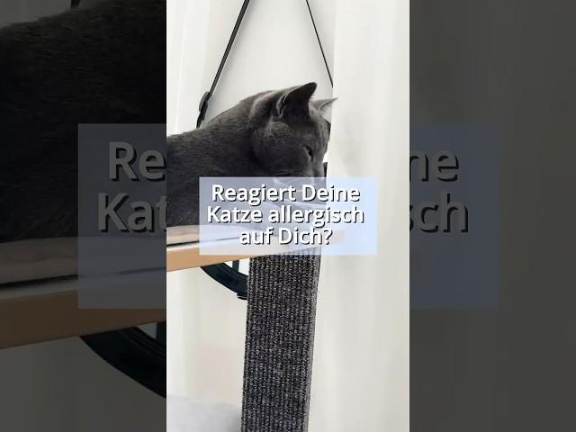 Reagiert Deine Katze allergisch auf Dich? 🤧 🐈‍⬛ #katzenwissen