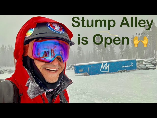 Skiing Powder on Stump Alley at Mammoth Mountain in November on Saturday before Thanksgiving 2024