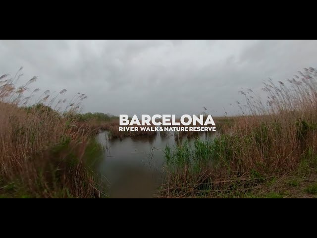 Exploring nature park on a rainy day in Barcelona. Wetlands and wet sheep. 360 travel vlog.7