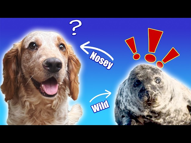 Stunning Beach Walk With Seals: A Dog’s First Encounter