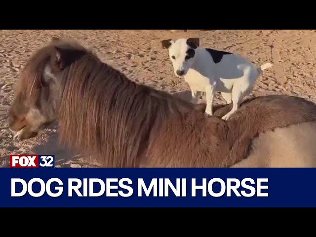 Adorable dog riding a miniature horse in Arizona goes viral