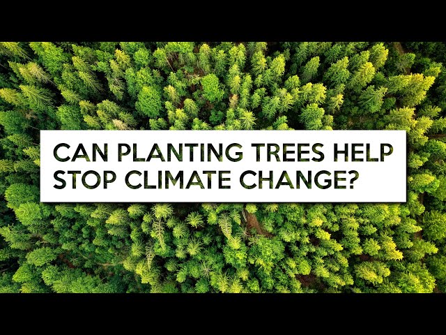 Can Planting Trees Help Fight Climate Change?