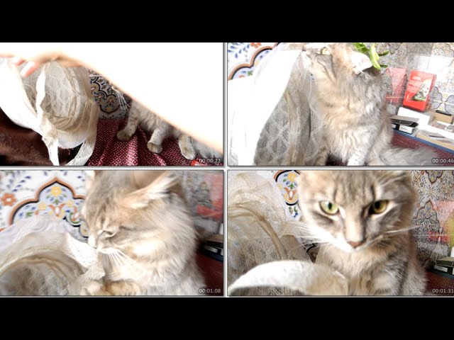 😂 CUTE CAT vs. HAT & HERBS! 😂 (Funniest Cat Moments!)