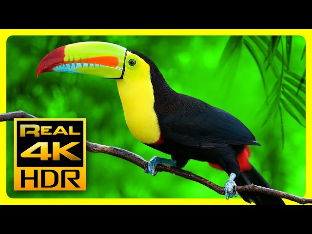 Breathtaking Colors of Nature in 4K HDR 🐦  Sleep Relax Music, Relaxing Tv Art Screensaver