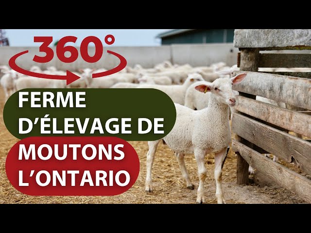 360 Ferme d’élevage de moutons l’Ontario