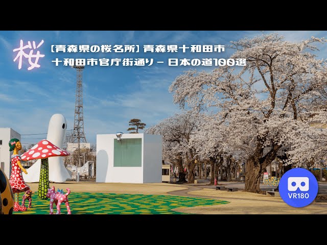 【8K VR180】青森県の桜名所 青森県十和田市   十和田市官庁街通り   日本の道100選