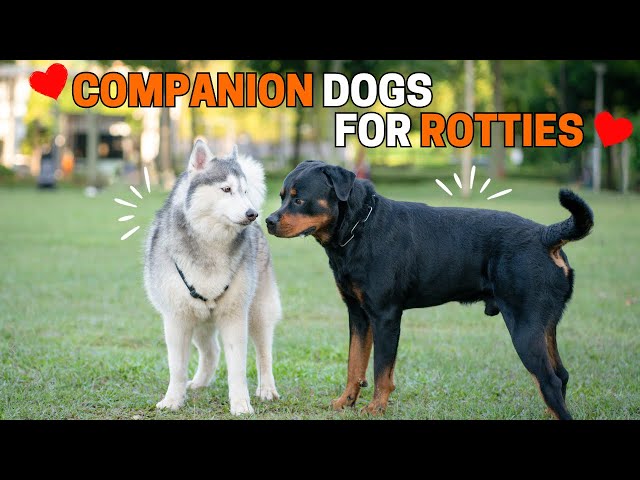 10 Best Companion Dog Breeds for a Rottweiler