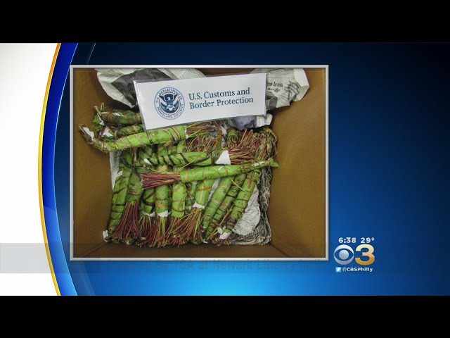 Minnesota-Bound Narcotic Khat Confiscated In Philadelphia