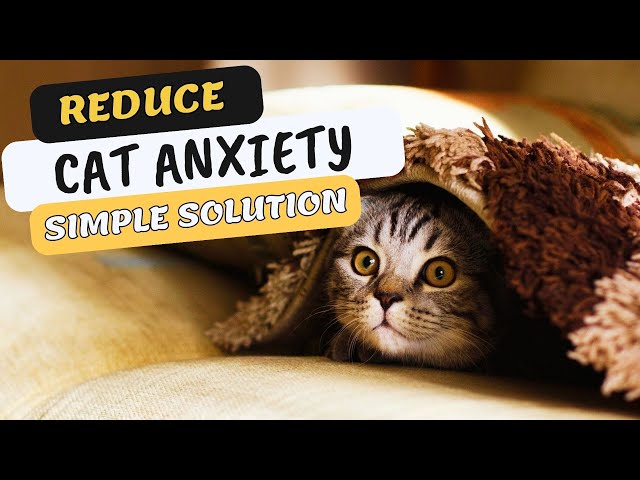 How To Reduce Cat Anxiety? Simple Solution to Calm Your Cat