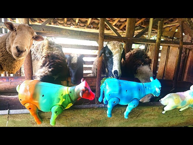 Menemukan Sapi Sapi Lucu Sapi Moo Sapi Ngamuk Sapi Warna Warni Sapi Di Kandang Kambing Kerbau