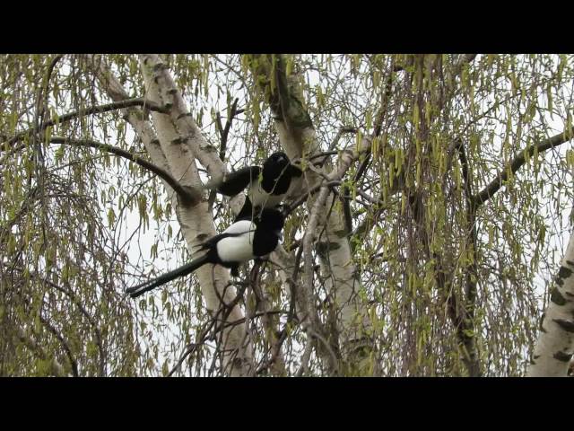 Magpie begging to her mate