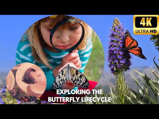 Summer STEM Project: Exploring the Butterfly Lifecycle with Insect Butterfly Garden | Fun for Kids!