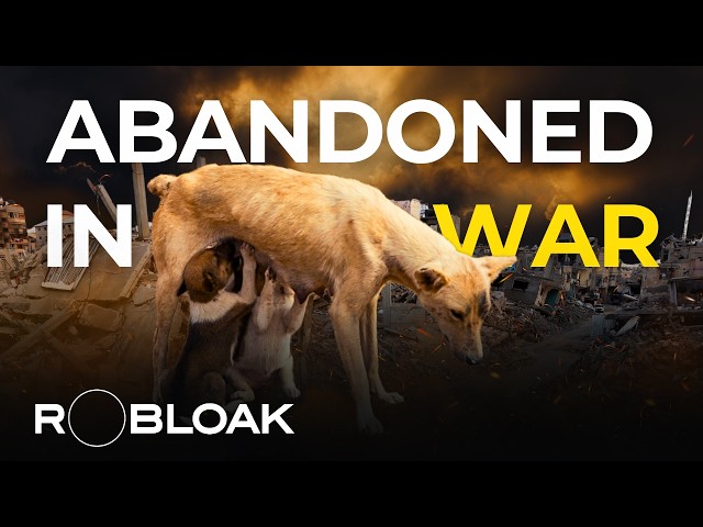 Abandoned in War: The Fight to Save Forgotten Zoo Animals!