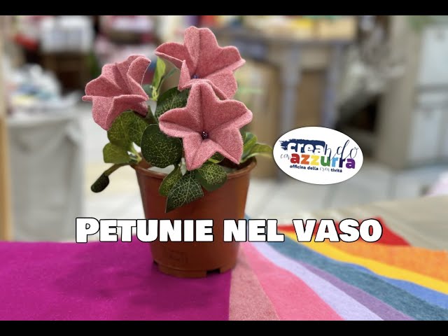 Petunie nel Vaso - LIVE