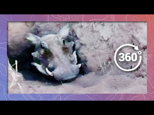 Warthog Home Invasion in 360 5K | Backs into Hole