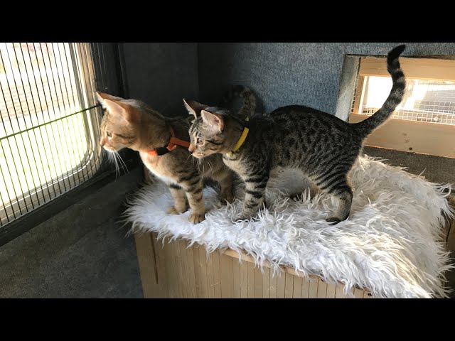 Sunday - Moving the cats into Grace the horsebox camper conversion, ready for our first night !