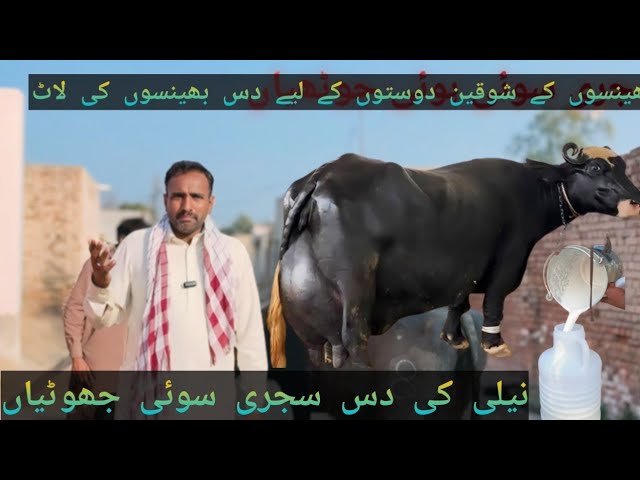 Big Buffalo/ pure neeli Buffalo for sale in Pakistan/  نیلی کی سجری سوئی جھوٹیاں