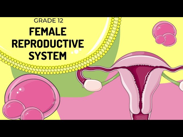 Female Reproductive system