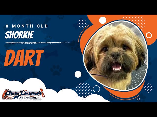 Dart | 8 Month Old Shorkie | Atlanta Shorkie Board & Train