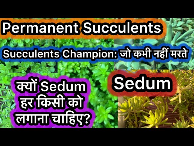 5 Reasons Why Every Gardener Needs Sedum Succulents | #Low-Maintenance & permanent succulents |