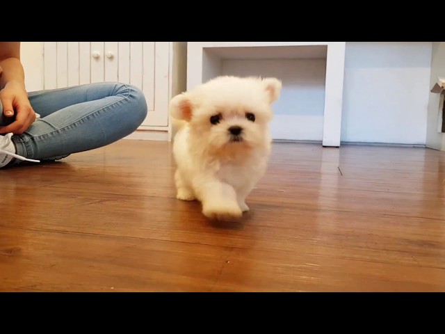 Big eyes maltese mini maltese videos lovely and cutest puppy - Teacup puppies KimsKennelUS