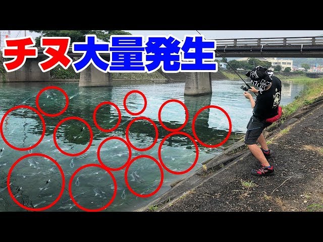 (ENG SUB)Throwing A Lure Into a "More than 1000 Black Sea Breams" In The River...