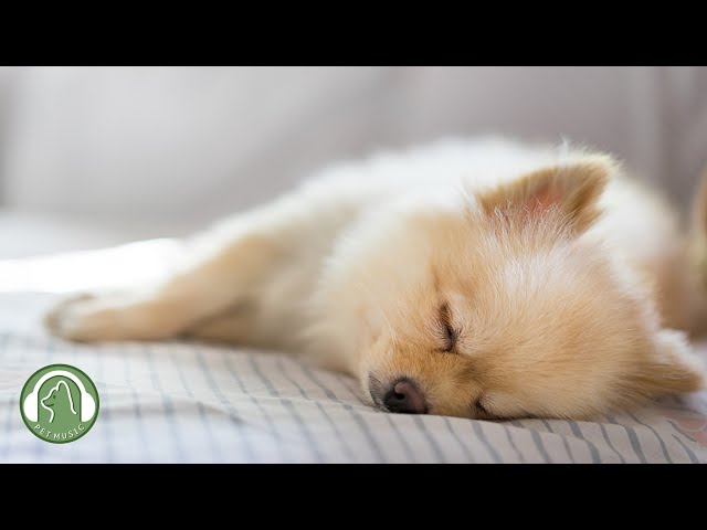 Music for calming and sleeping dogs🐶Anxiety and stress relief music🎵Dog favorite music.