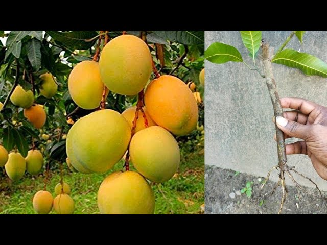 Small Tree Get More Mango | Amazing Technique For Mango Tree Propagation With Aloe Vera