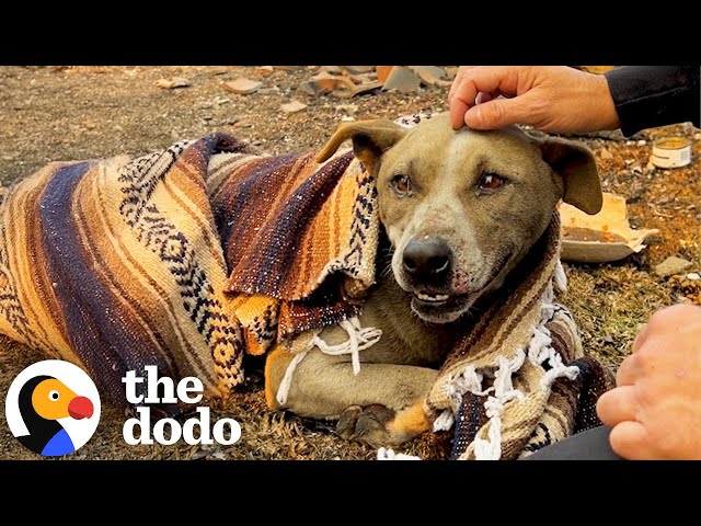 Dog Rescued From Rubble Gets Reunited With Owner | The Dodo