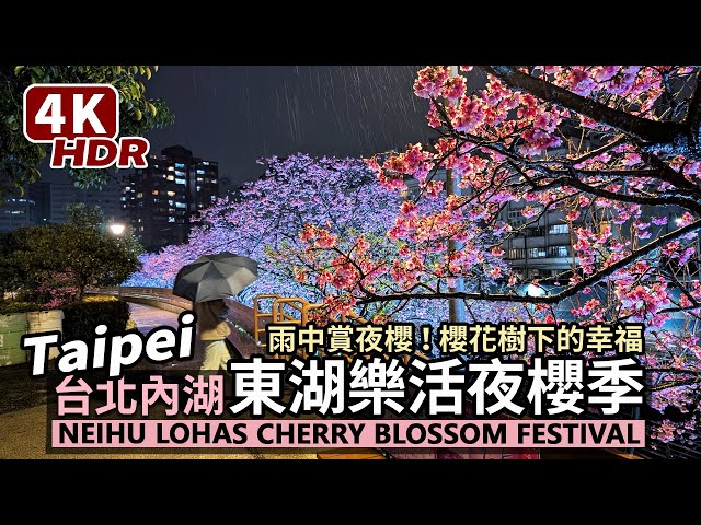 Taipei／Neihu Lohas Cherry Blossom Festival 2025 台北內湖2025樂活夜櫻季！東湖樂活公園雨中賞櫻＋迪士尼浪漫夜／台灣 台湾桜 Taiwan Travel