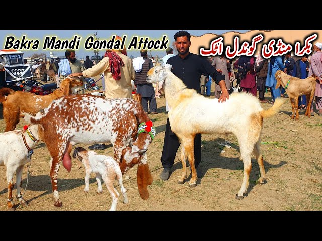 Bakra Mandi Gondal Attock Latest Update 24 February 2025 | Bakra Eid Qurbani