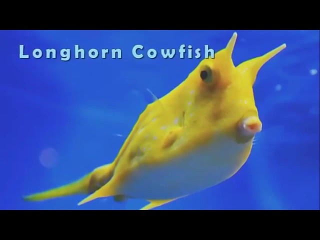 The most incredible Discovered aquatic animals