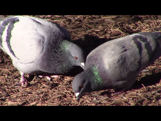 Winter Birds🐦🐦🐦 /Chim mùa Đông