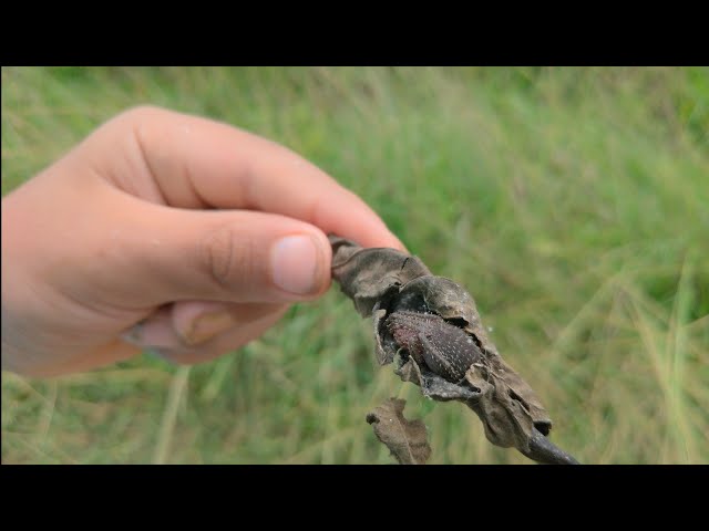 Finding Spider in the Philippines #shortsvideo