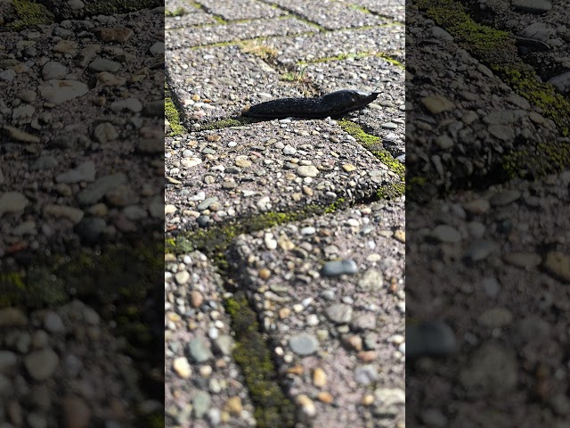 Slug life - #birds #birdsounds #lake #nature #slowmotion #slugs #wildlife #davidattenborough