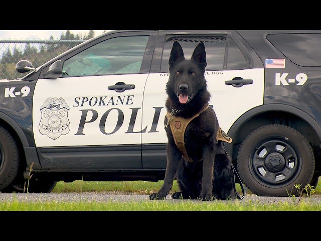 Northwest Profiles: K9 to 5