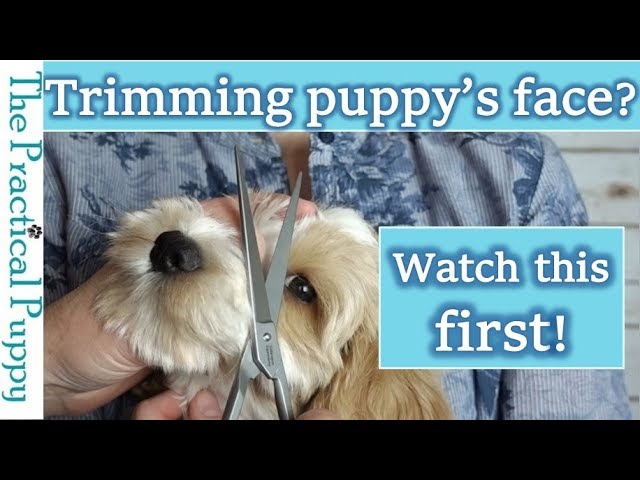 How to Trim Around a Long-Haired Dog's Eyes: Labradoodle Grooming