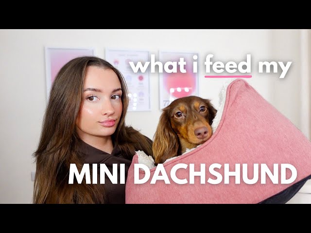 What I Feed My Mini Dachshund