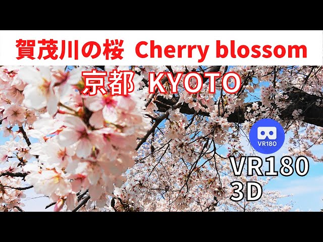 VR180  Japan KYOTO Cherry blossom 京都 2021 賀茂川 の 桜