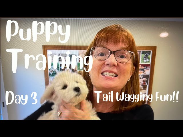 New Puppy? Here's How to Socialize & Train an 8 Week Old Puppy - Day 3