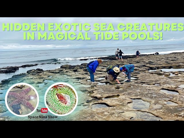 Ebbing and Flowing World:TIDE POOLS & Exotic Animals Which Call It Home | Natural Bridges State Park