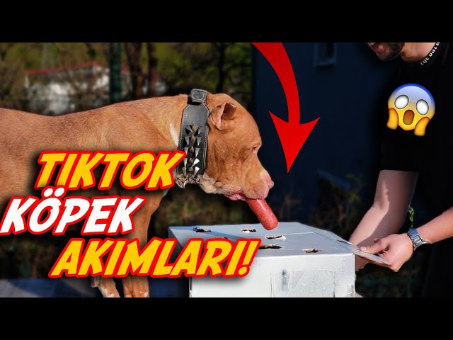 BOYKA İLE TİKTOK KÖPEK AKIMLARINI DENEDİK! (DELİRDİ)