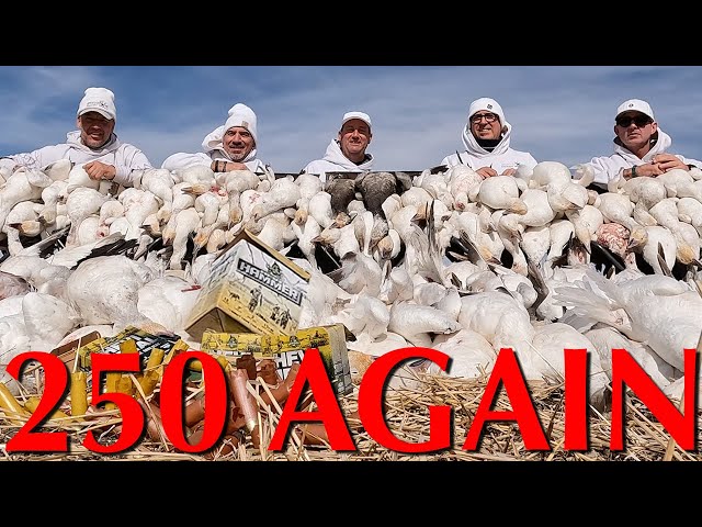 250 Snow Geese AGAIN with Claudio Ongaro | Alberta Duck Hunting and Goose Hunting @Cabela-s #250club