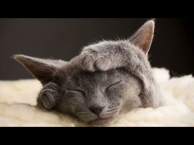 Happy Cat Purring Smoothly | Comforting Sounds for Sleeping, Relaxation, Learning and Concentration