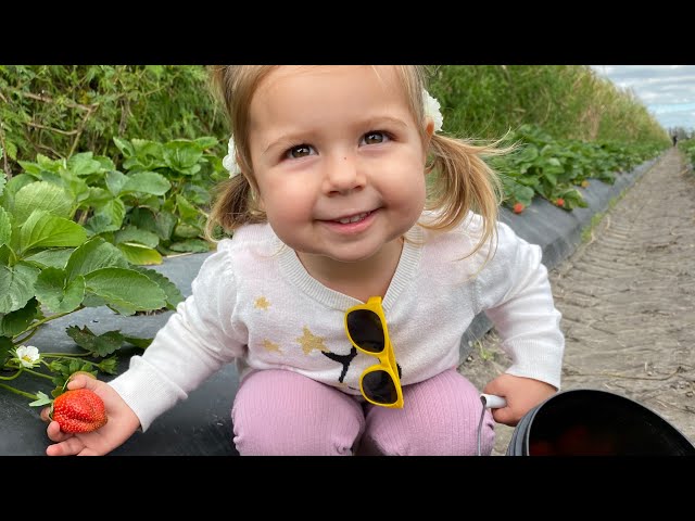 2 Year Old Picks Strawberries #shorts