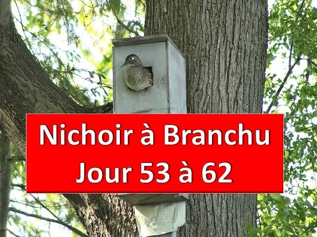 Nichoir à Branchu Jour 53 à 62 / Serge Tonietto-Giguère / Aventure Nature