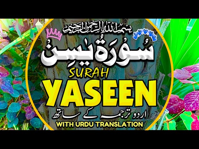 Surah Yaseen (Yasin) سورة يس with Urdu translation | Mishary Rashid Alafasy | 4K Quran | Episode 108